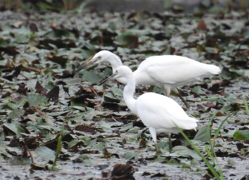 iNaturalist: (c) garlice99, some rights reserved (CC BY-NC), uploaded by garlice99 iNaturalist image