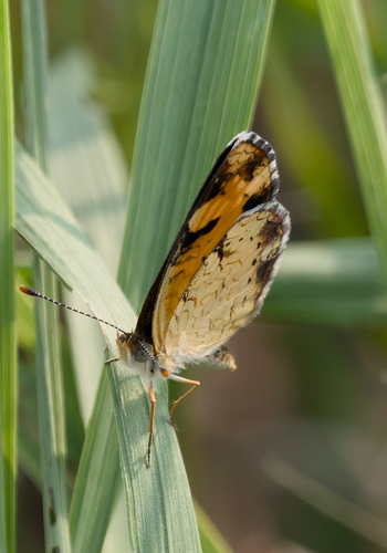 Great Plains Crescent