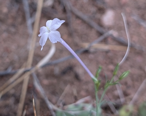 Flaxflowered Ipomopsis