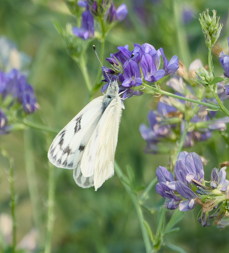 Western White
