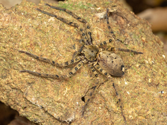 Sinopoda