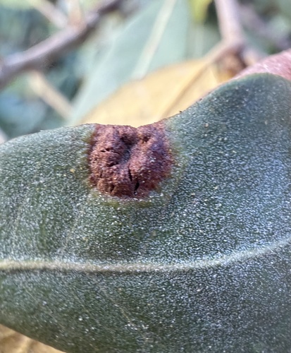 iNaturalist observation photo of Chrysolepicynips juliae