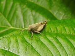 Coptacrinae