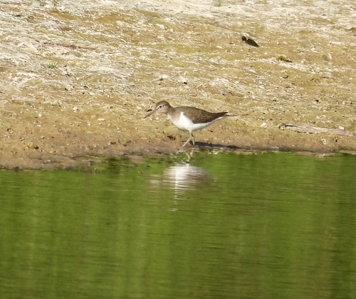 iNaturalist image