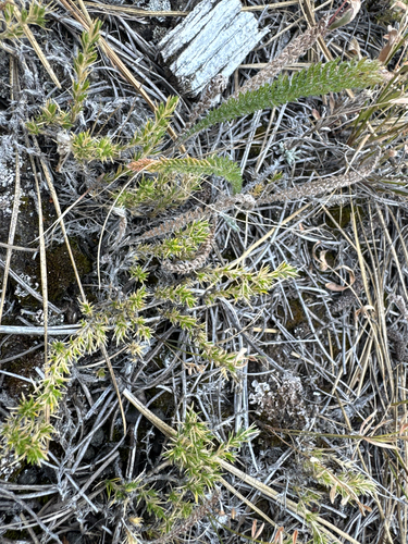 Phlox caespitosa, photograph 2