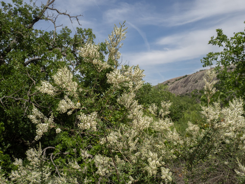 Whitebrush