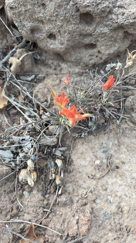 Wholeleaf Paintbrush