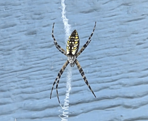 Yellow Garden Spider