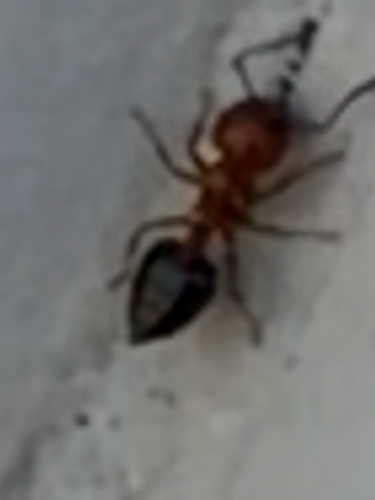 Shiny Acrobat Ant