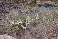 Albizia tanganyicensis