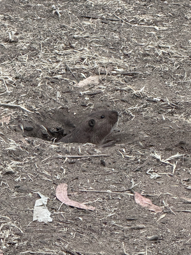 Botta's Pocket Gopher