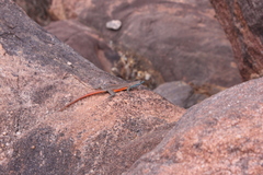 Platysaurus minor