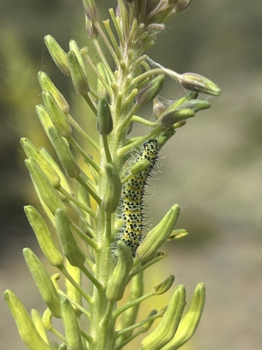 iNaturalist observation photo of Becker's White
