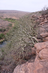 Albizia tanganyicensis