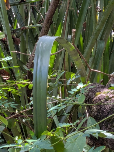 Bromelia karatas