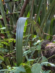 Bromelia karatas