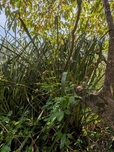 Bromelia karatas, photograph 2