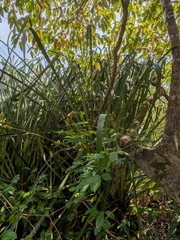 Bromelia karatas, photograph (c) Guillaume Delaitre, some rights reserved (CC BY)
