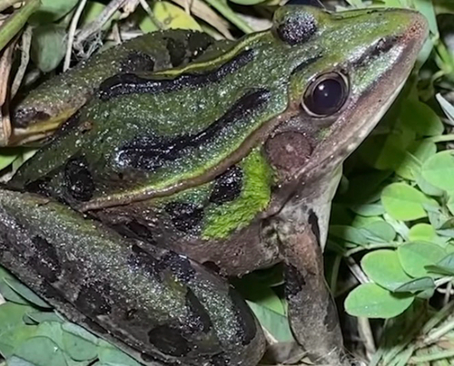 Rio Grande Leopard Frog