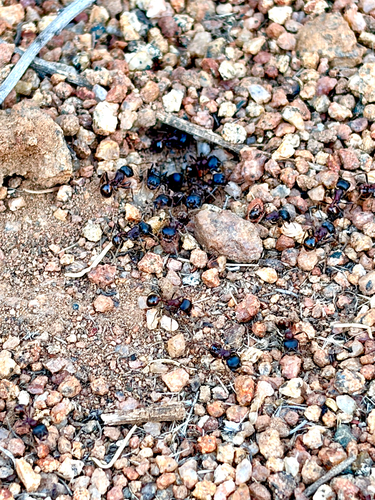 Rough Harvester Ant