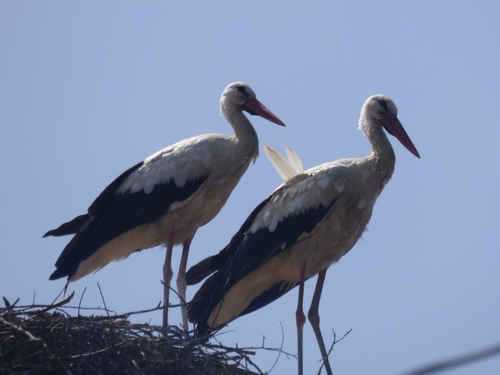 iNaturalist: (c) Viktor Kovačević, some rights reserved (CC BY-NC), uploaded by Viktor Kovačević iNaturalist image