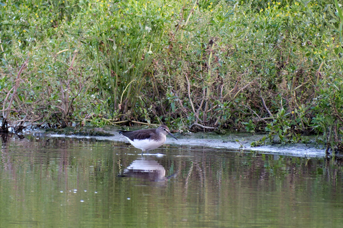 iNaturalist image