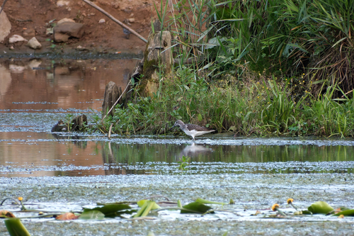 iNaturalist image