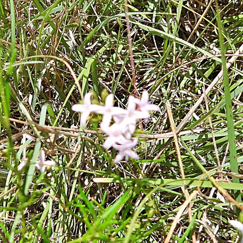 Diamond-Flowers
