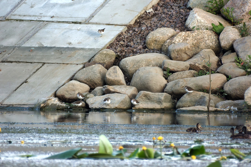 iNaturalist image