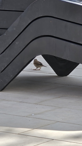 House Sparrow