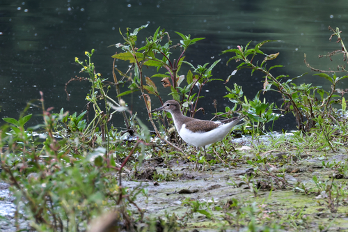 iNaturalist image