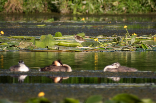 iNaturalist image