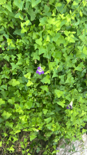 Snapdragon Vine
