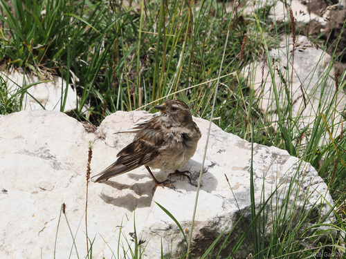 Plain Mountain Finch (Leucosticte nemoricola), photo 8