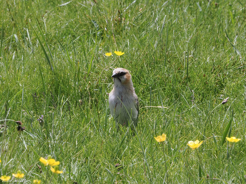 Rufous-necked Snowfinch (Pyrgilauda ruficollis)
