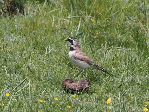 Eremophila alpestris