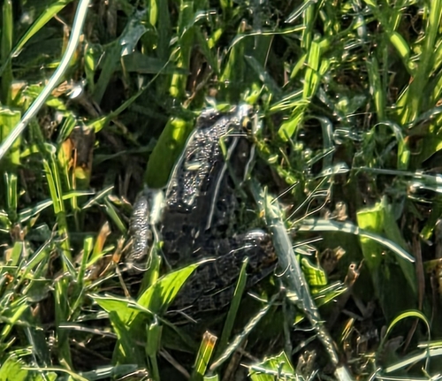 Plains Leopard Frog