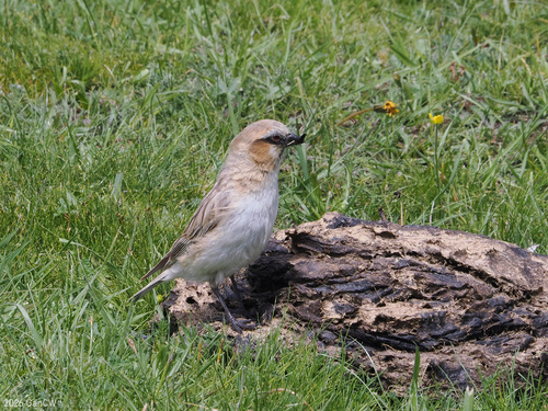 Rufous-necked Snowfinch (Pyrgilauda ruficollis), photo 6