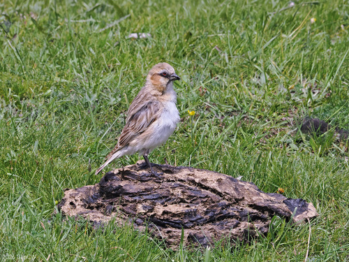 Rufous-necked Snowfinch (Pyrgilauda ruficollis), photo 2