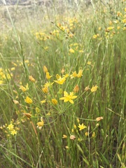 Bloomeria clevelandii