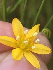 Bloomeria clevelandii