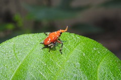 Kalidasa lanata