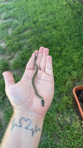 Checkered Garter Snake