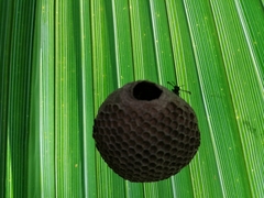 Polybia plebeja