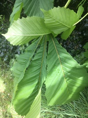 Aesculus hippocastanum