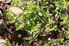 Diospyros lycioides lycioides