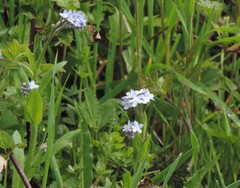 Myosotis sylvatica sylvatica