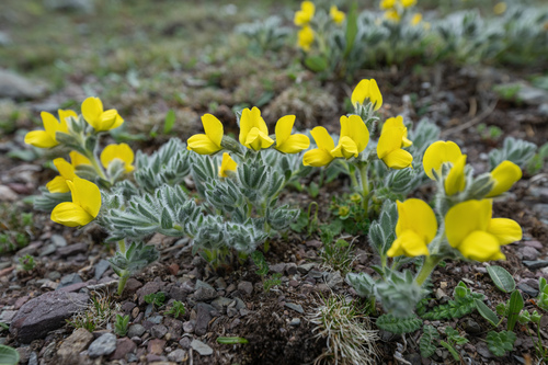 Thermopsis smithiana, photograph 1