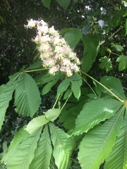 Aesculus hippocastanum