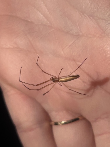 Silver Long-jawed Orbweaver